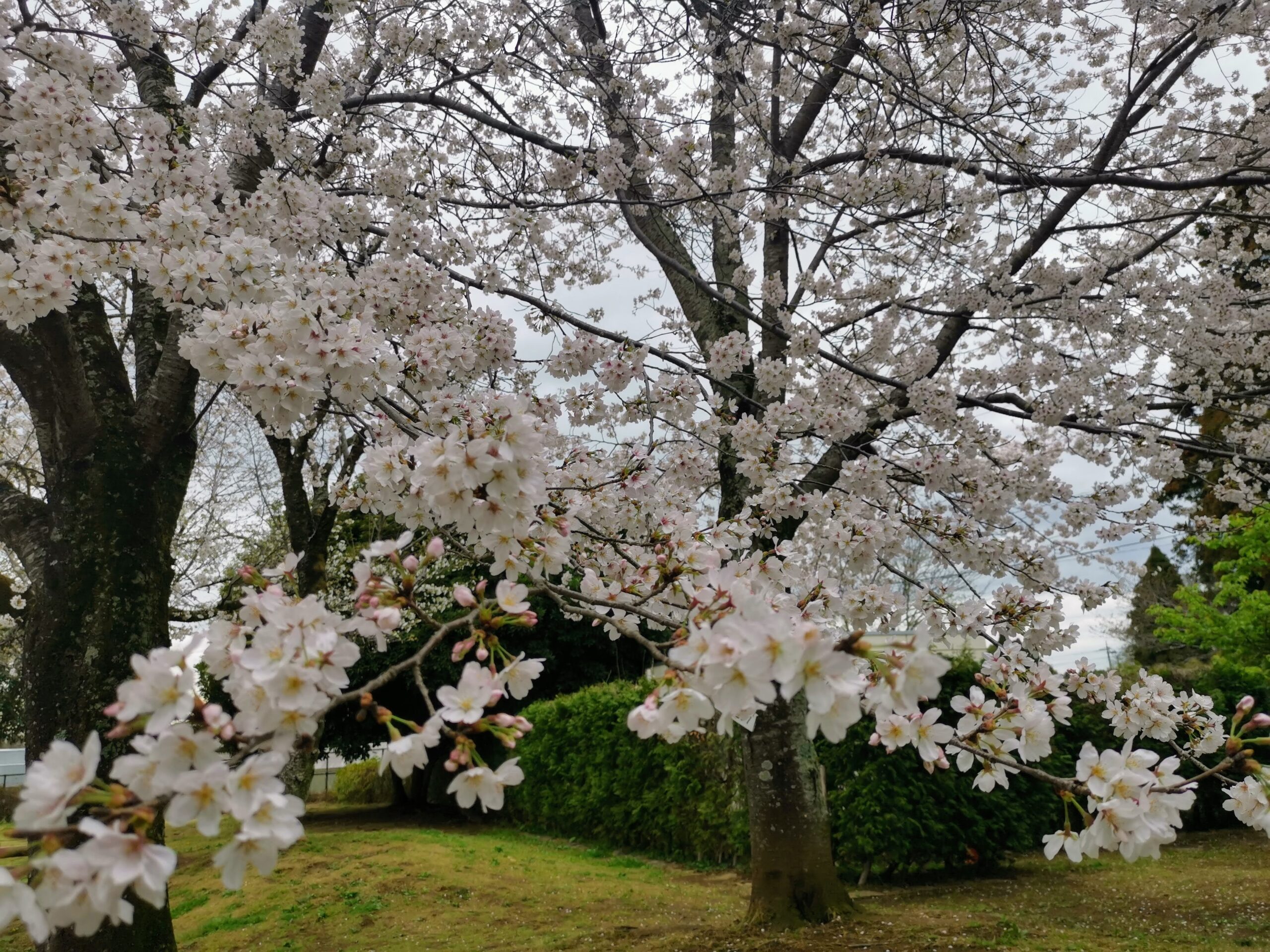 桜満開! お寺の駐車場でお花見