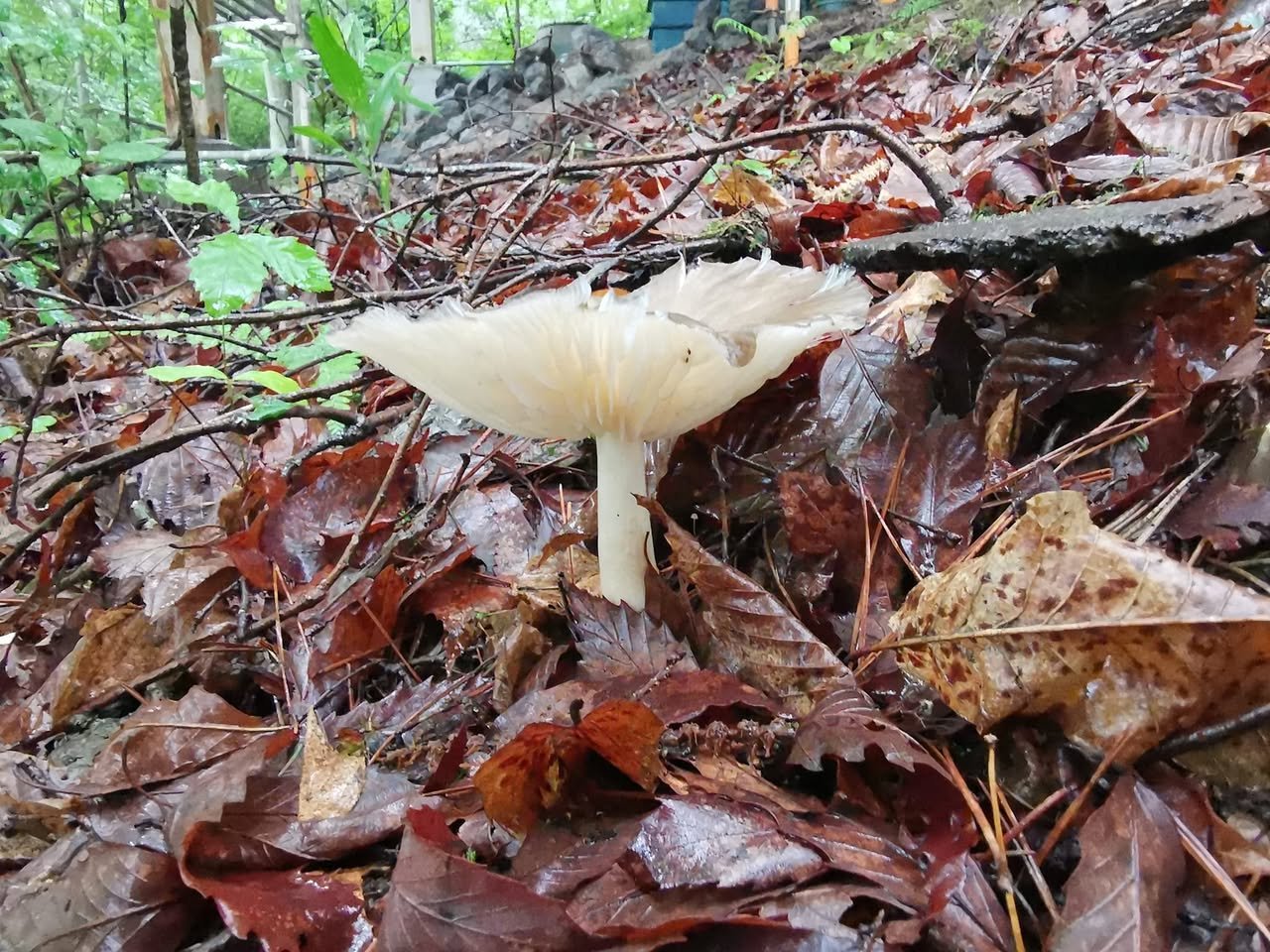 かさの大きなキノコ