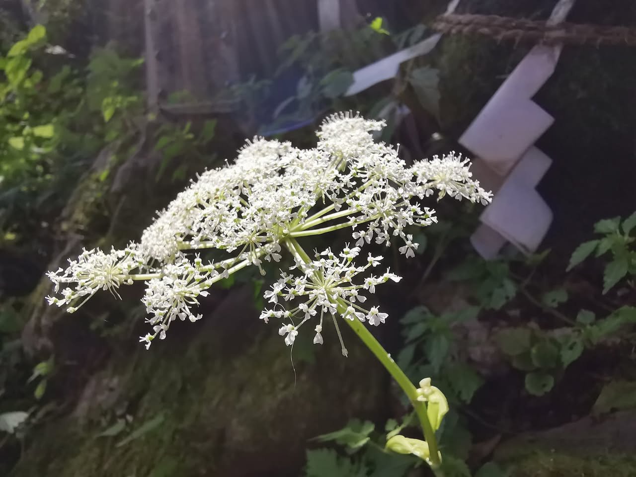 白い花