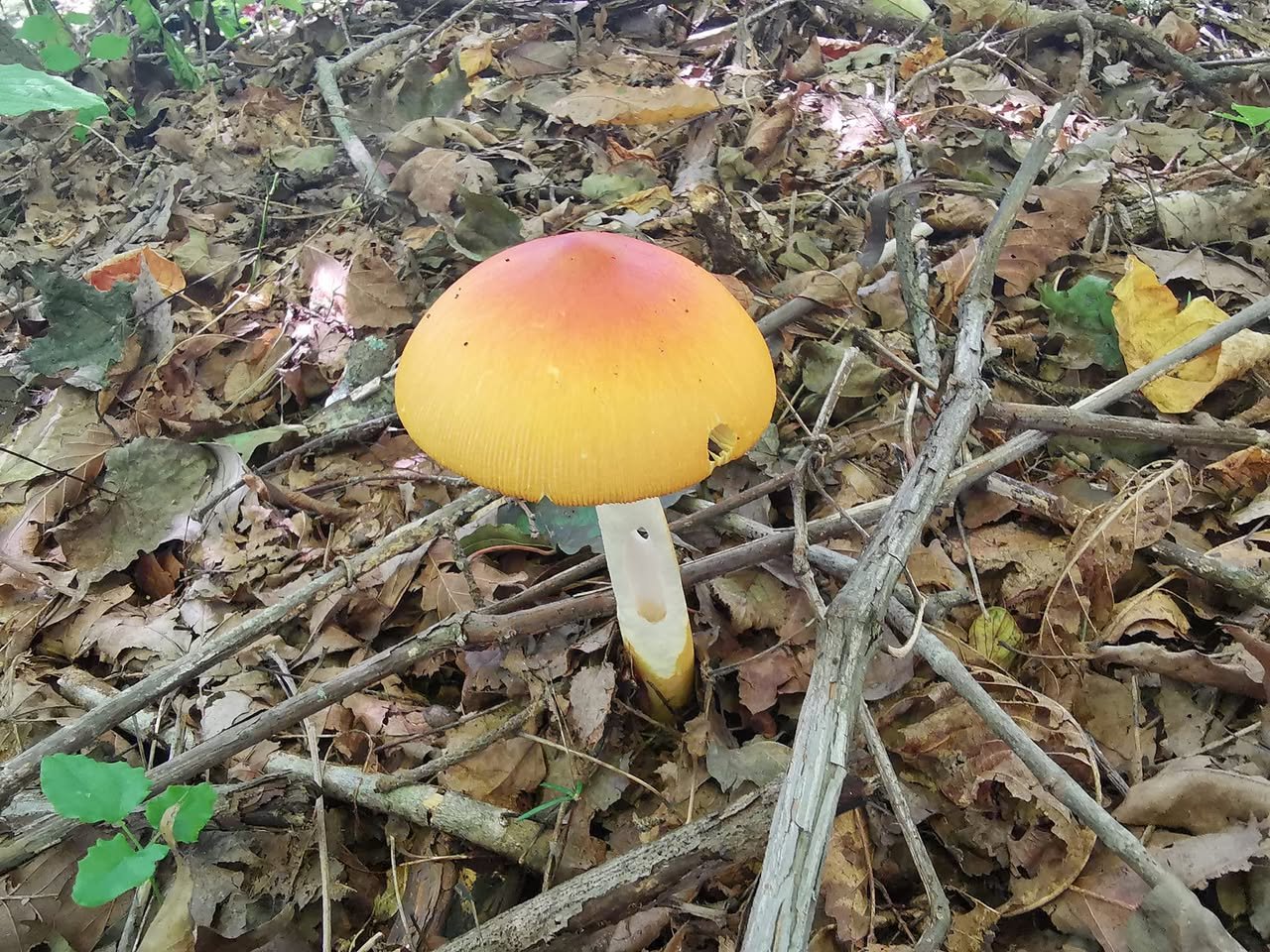 落ち葉の中のキノコ