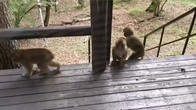 デッキで遊ぶお猿さんたち（動画の一コマ）