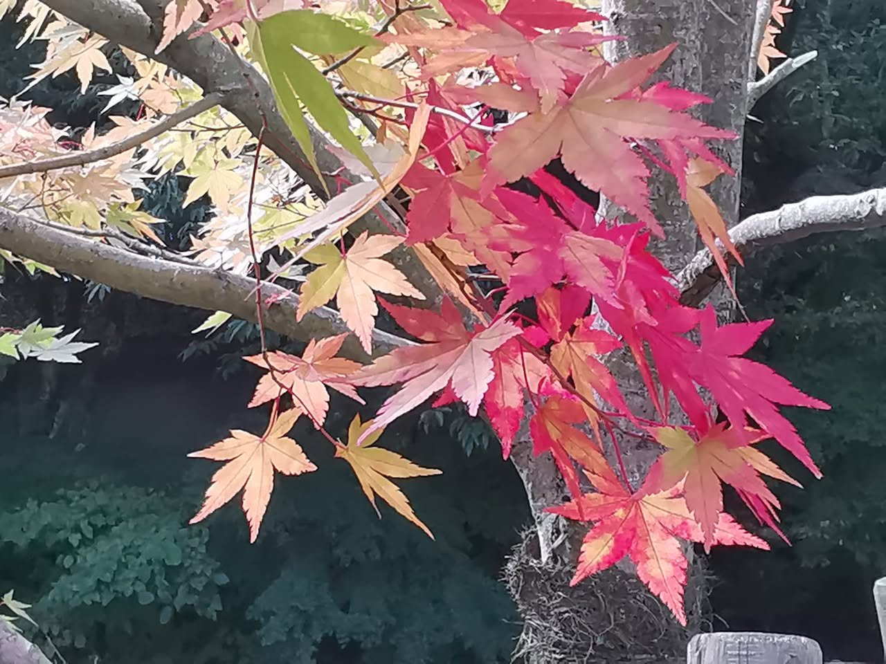 赤く色づいたもみじ