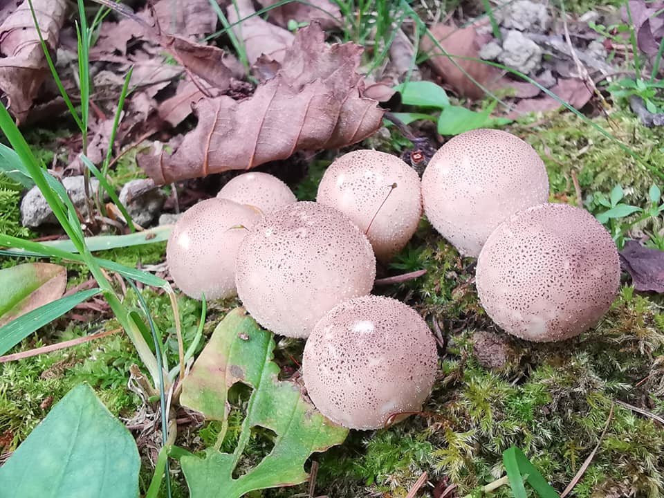 丸いキノコ