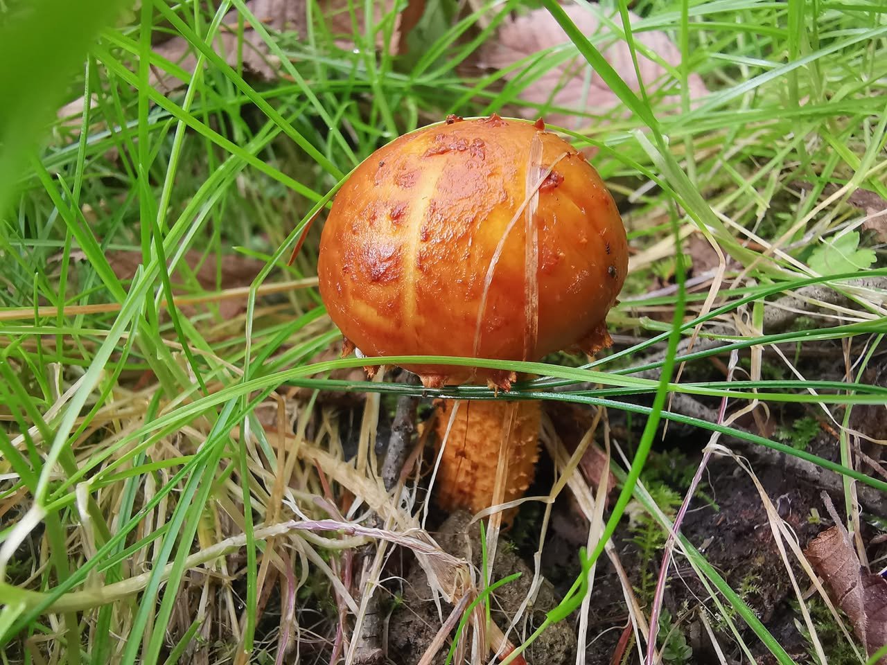 草むらのキノコ