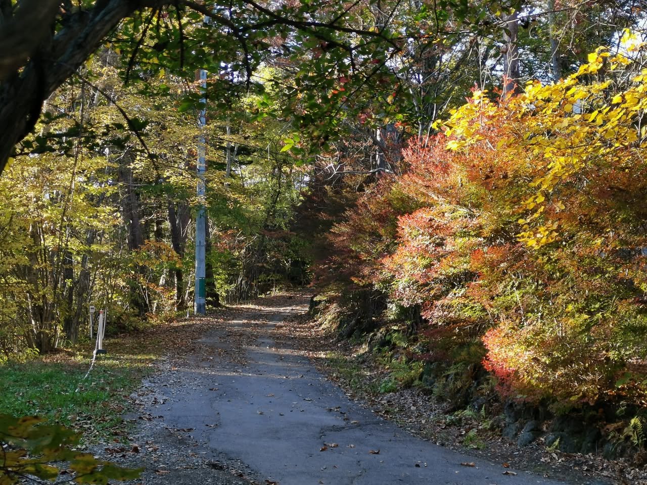 紅葉の始まった道