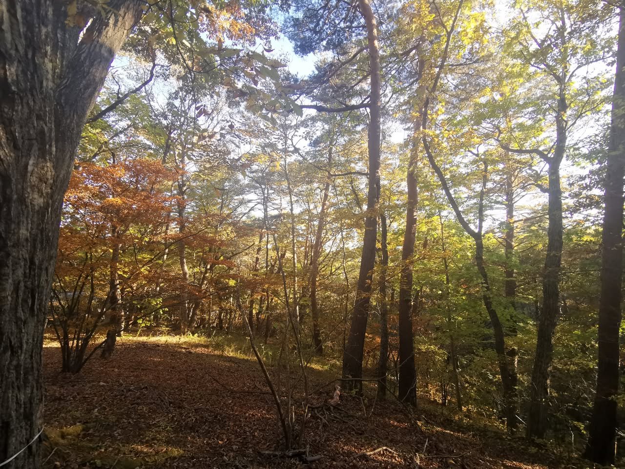 秋の森 秋の森