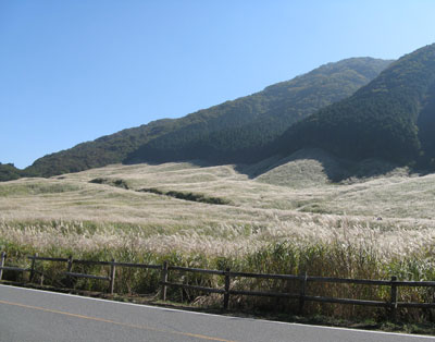 仙石原のすすき
