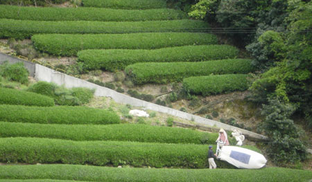 岡部での茶摘。機械です
