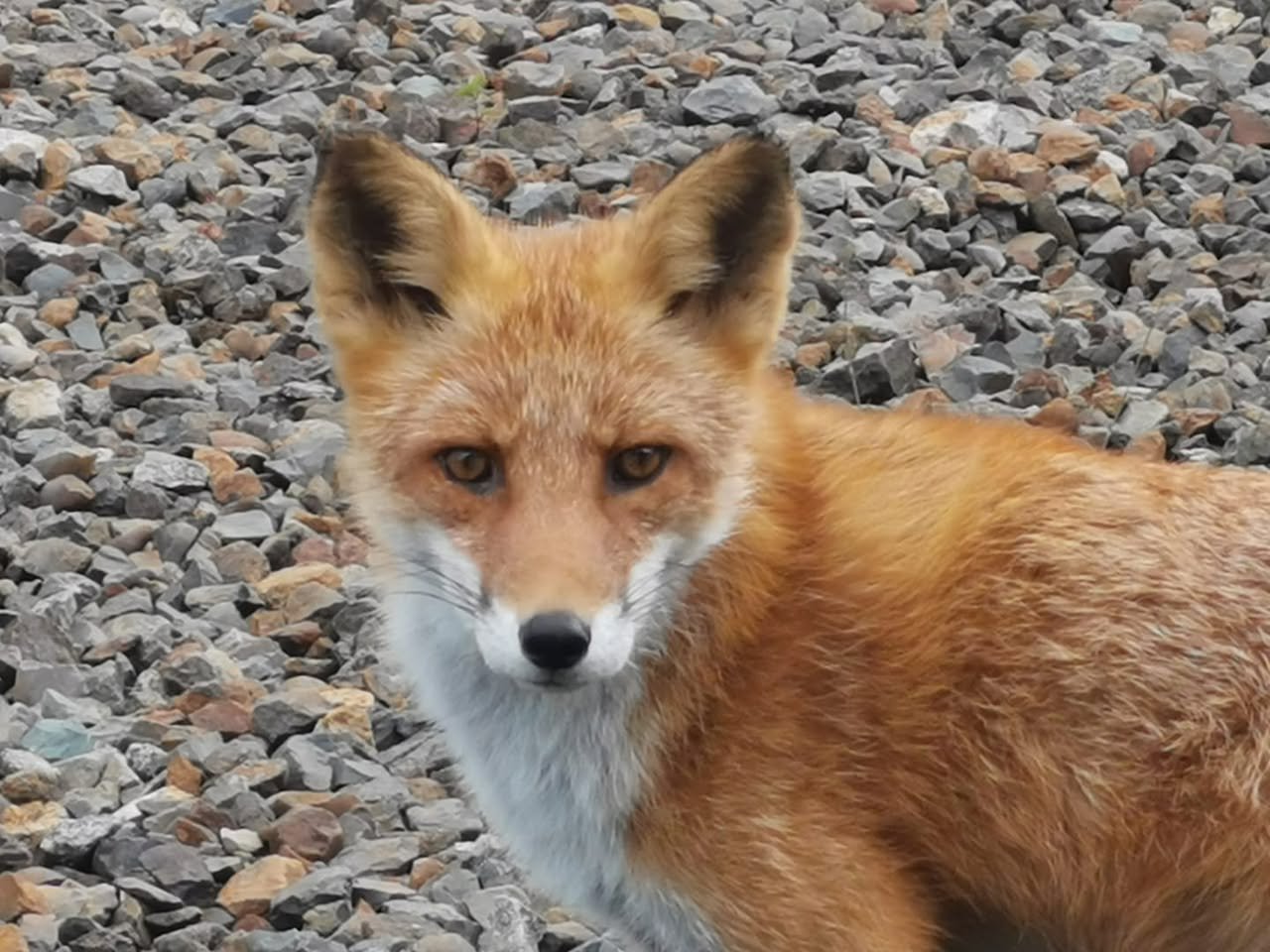 キタキツネ