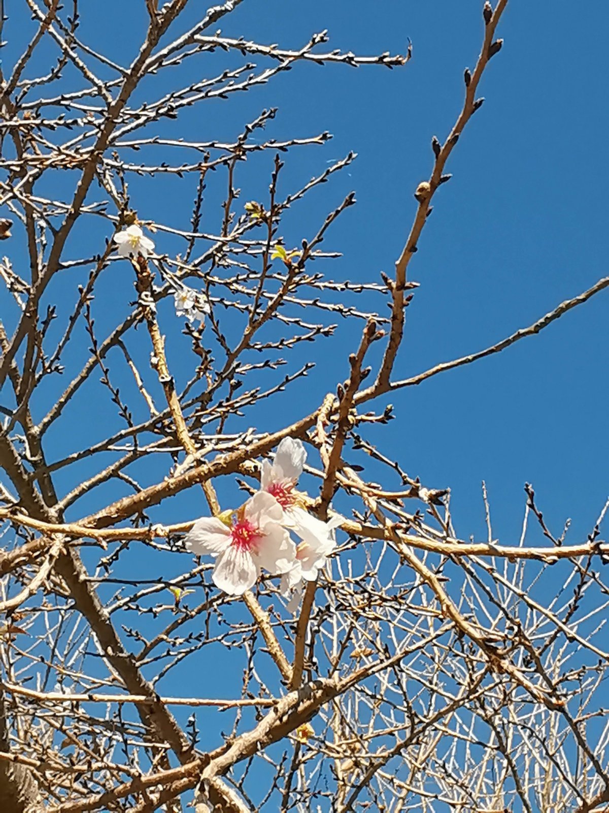 二季咲桜