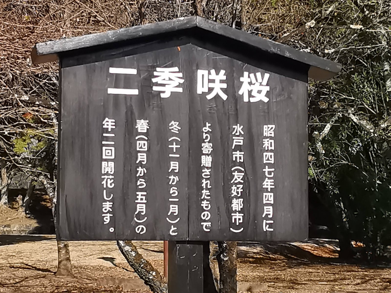 二季咲桜の札 二季咲桜の札