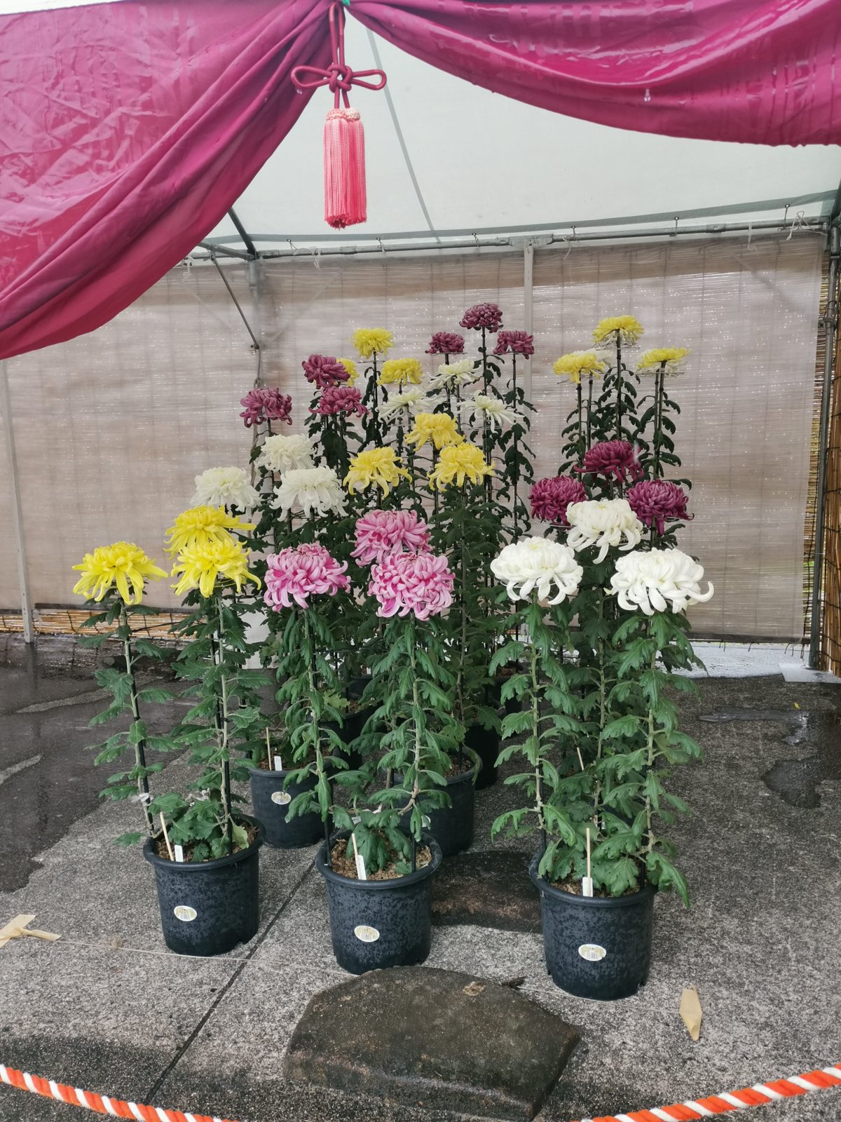 菊の展示