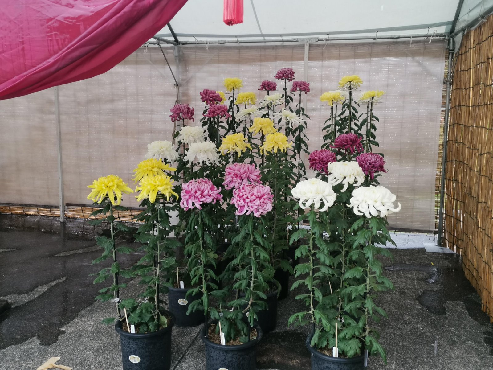 大輪の菊