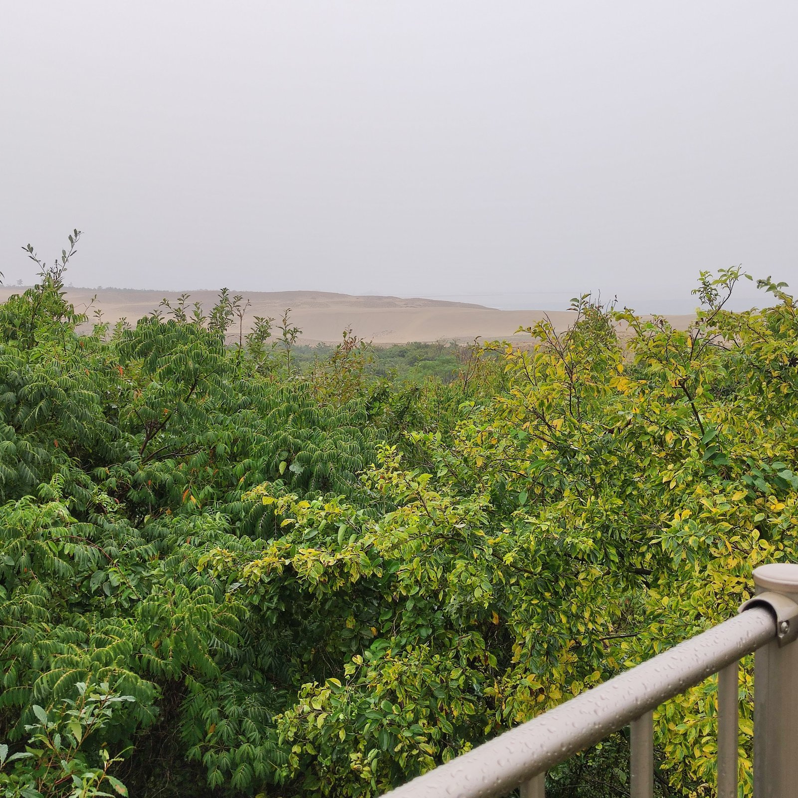 雨の鳥取砂丘