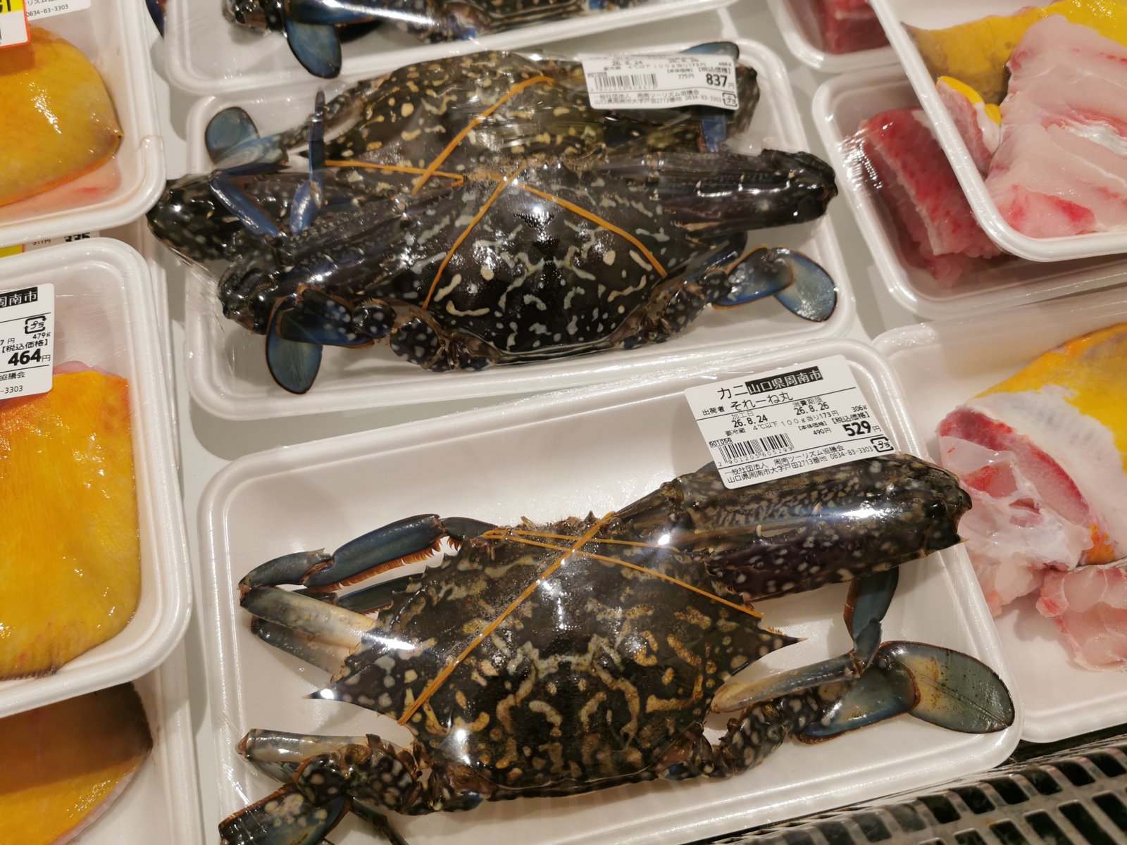 周南市のカニ