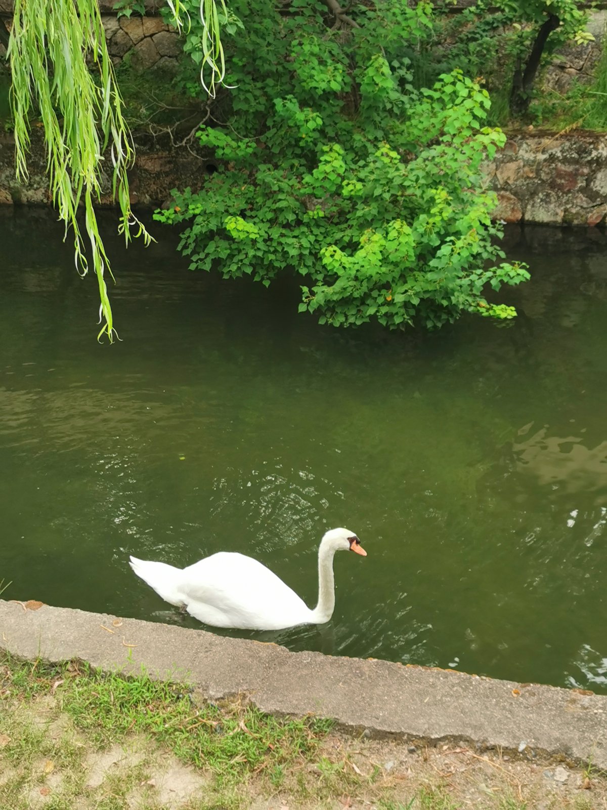 川を泳ぐ白鳥